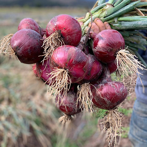 cebolla de bulbo MALBEC